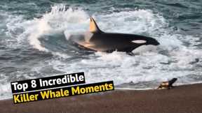 Top 8 Incredible Killer Whale (Orca) Encounters