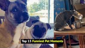 Top 15: Pets Do The FUNNIEST Things Compilation