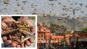 Hundreds of Millions of Grasshoppers INVADE China!