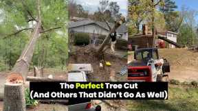 This Tree Logger Does the Perfect Cut, What a PRO!