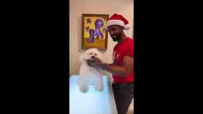 Groomer Turns Dog Into One Of Santa's Little Helpers?? #shorts