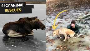 Top 5 Moments Animals Rescued From Ice!