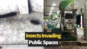 Bizzare insect invasions from around the world ?