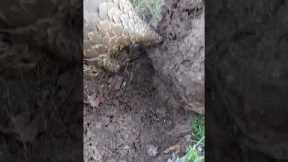 Rare footage of endangered pangolin hoovering up ants