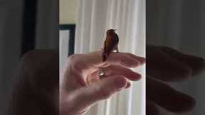 Canadian man helps hummingbird find its way back out