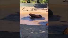 Rhino takes a huge log for a spin
