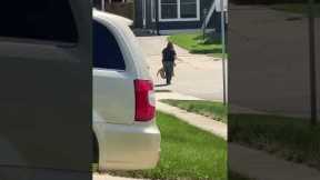 Neighbour takes fake dog for a walk