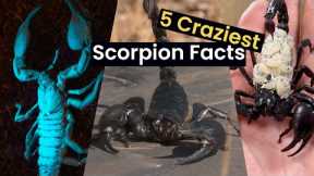 Craziest Facts About Scorpions
