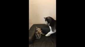 Protective cat punches husky trying to provoke her kitten