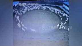 Mystery as flock of sheep move in circle continuously for 12 days