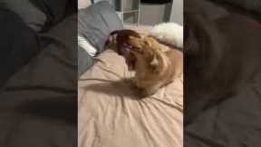 Dachshund has uncontrollable sneezing fit