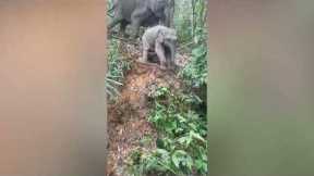 Baby elephant slides down slippery hill