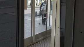 Man seen walking pet squirrel on leash in New York City
