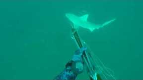 Spear fisherman fights off multiple bull shark attacks while diving