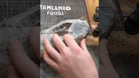 Man finds ancient penguin fossil encased in a rock