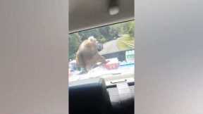 Hitchhiking monkey steals food from moving pickup truck