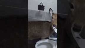 Woman opens restroom and finds a hungry deer