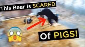 Wild Black Bear Tries To Eat Pigs | Wild Bear vs Pigs