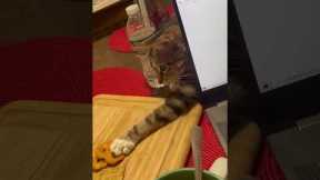 Mischievous cat steals pretzel crackers!