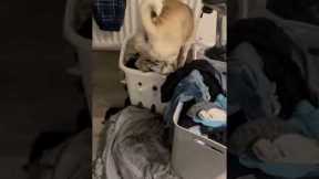 Hilarious pug named Winston scopes out new cozy spot and ends up in the dirty laundry!