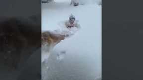 Dog follows owner in diving into fresh snow