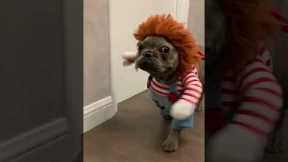 French bulldog dressed as Chucky 😨