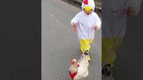 Little girl takes her chicken for a walk