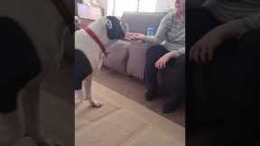 Dog accidently spits ball at owners face 😂