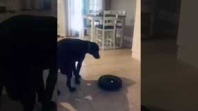 Dog fed up of noisy robot vacuum