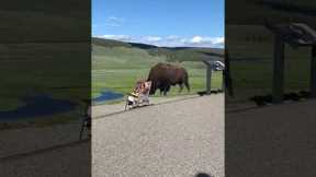 Tourists shocked as massive bison approaches in Yellowstone Park