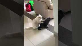 Hardworking cat gives friend a satisfying massage