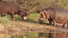 Brave hippo mum defends her baby from obnoxious male