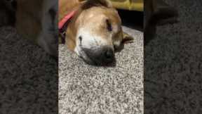 Dreaming dog wakes up smiling