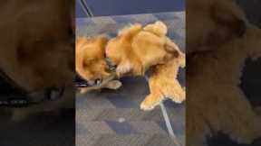 Service dog takes favorite stuffed animal onboard flight