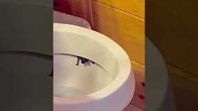 BAT emerges out of a toilet bowl