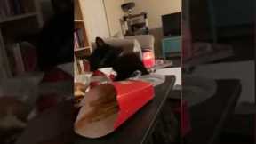 Hungry cat tries swiping burger from owner