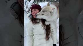 Big wolf gives photographer a kiss
