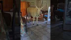 Woman calmly shoos large antelope from her kitchen