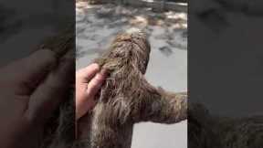 Heroic woman spots sloth struggling on road in Brazil