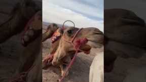 Camel takes a bite of woman posing