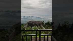 Cat goes for a stroll with amazing backdrop