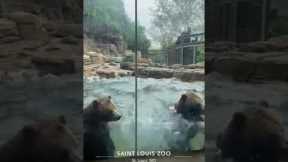 Watch these excitable grizzly bears make waves