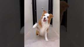 Border Collie named Pluto shows off dance moves