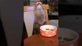 Well behaved otter eats at the table