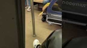 Large pet snake peeks out of wagon on subway
