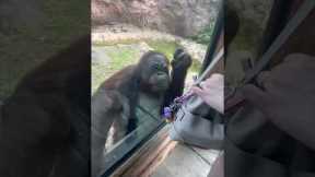 Incredibly intelligent orangutan asks visitor to share gummy snacks