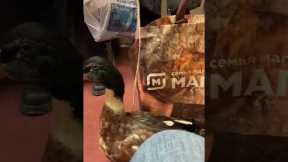 Woman brings pet duck onto the subway