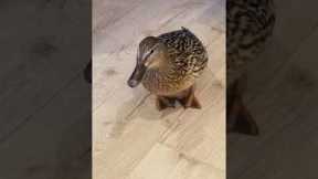 Wild duck enters home before pooping everywhere