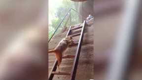 Pet dog skillfully climbs up ladder at cave