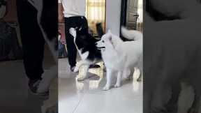 Funny dogs mimic their injured owner